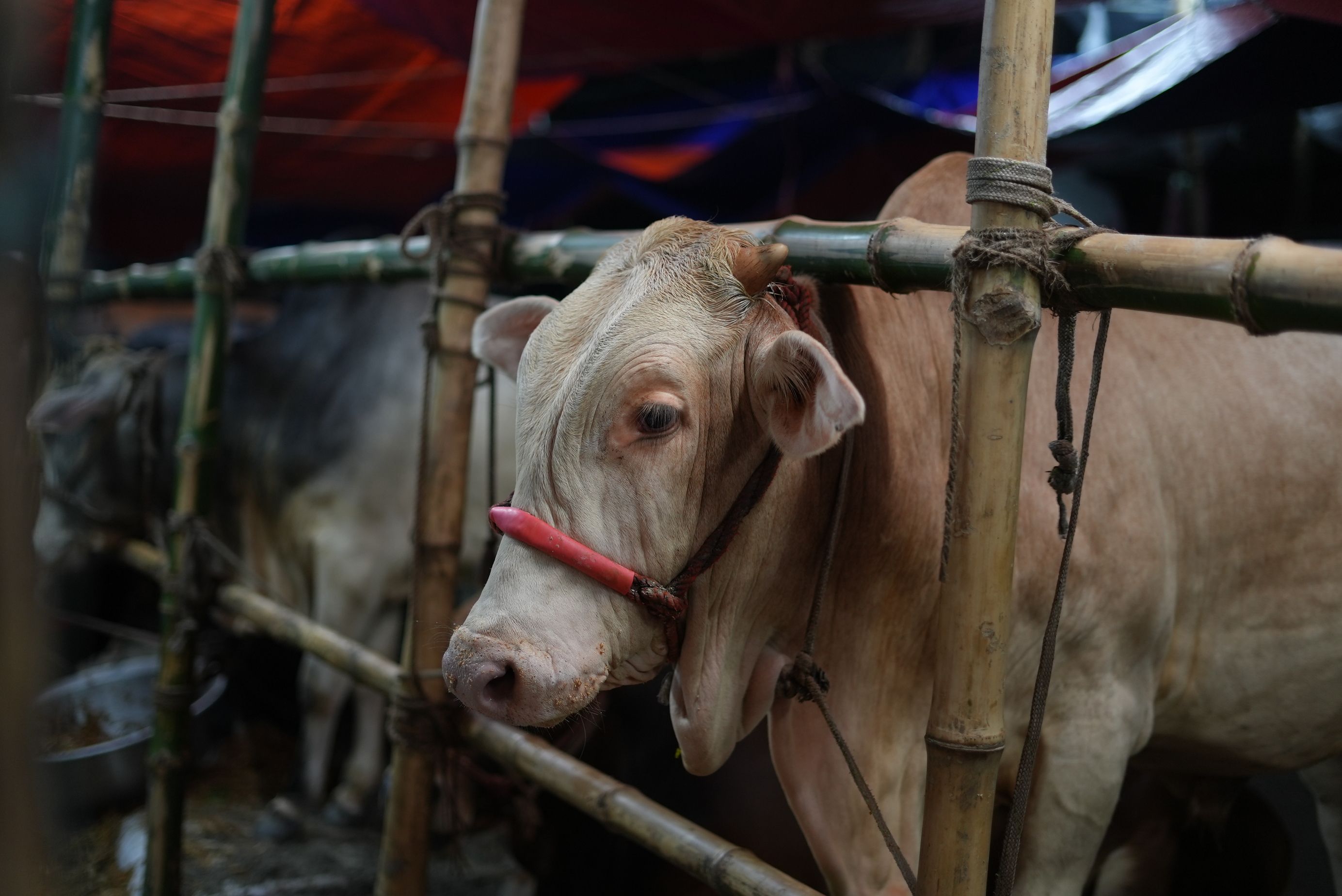 Qurbani